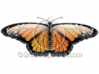 Monarch Butterfly Clipart Graphics