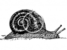 Black and White Snail Clipart