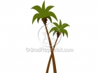 Pictures of Palm Trees