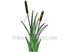 Cartoon Cattail Clipart Cat Tail