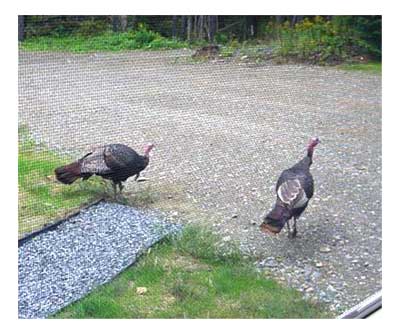 Wild turkey