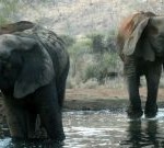 elephant picture