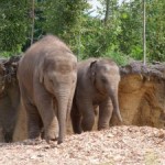 picture of a baby elephant