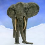picture of an elephant